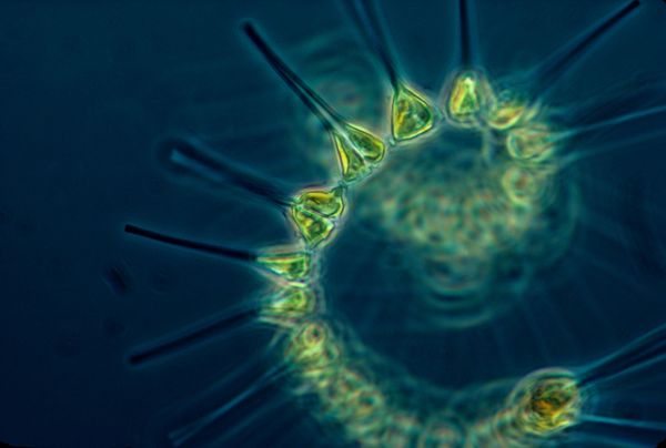 Green cell looking spiral shaped phytoplankton on a dark blue background