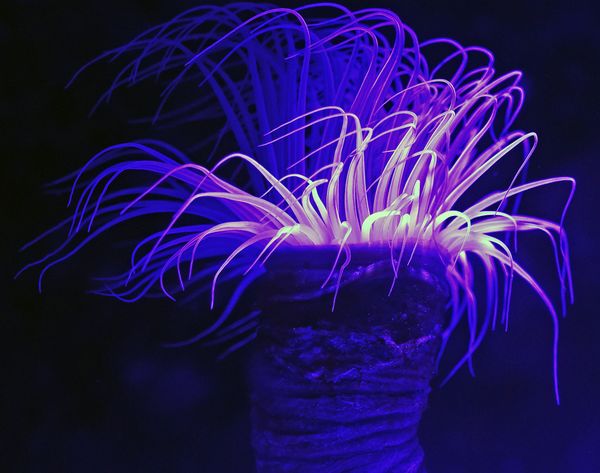 a sea anemone in a blue light with the front part bathed in light which makes it light 