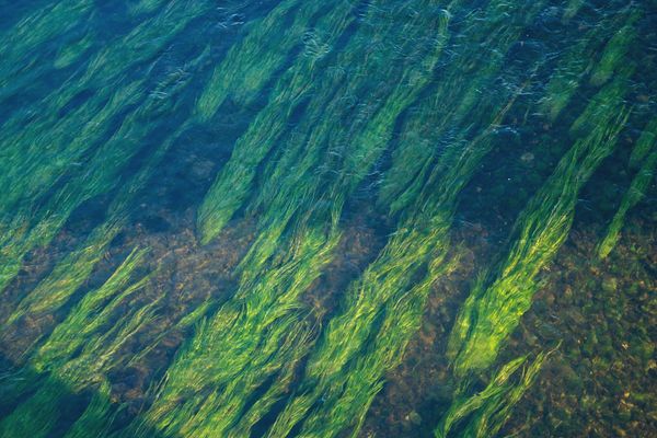 long streaks of bright green seagrasses in shallow water